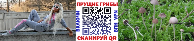 omg онион  продажа наркотиков  Покров  Галлюциногенные грибы MAGIC MUSHROOMS 